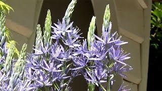 Camassia leichtlinii Blue Donau  FarmerGracycouk [upl. by Otreblada]