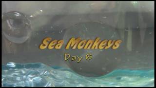 Sea Monkeys  Day 6 [upl. by Rosamund]