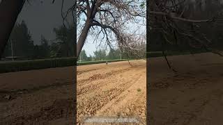 Process Of Cutting A Paulownia Tree In Farmland [upl. by Ynaoj]