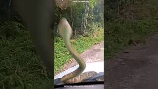 Biólogo Henrique o Biólogo das cobras precisa ver esse vídeo parece uma JARARACA VENENOSA cobra [upl. by Attegroeg]