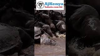 Crocodile Narrowly Escapes a Stampede During the Wildebeest Migration on 2023 [upl. by Bond]