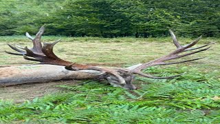 Giant Red Stag from Carpathians  Hochkapitale Rothirsch von Karpathen  Romania hunting redstag [upl. by Dorette175]