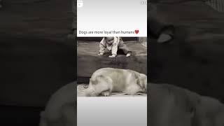 Blessed 🥰😍😋 trending admirebeauty doglover dog love hindimemes funny admire [upl. by Lednem]