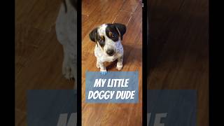 My little doggy dude cuteanimal bluetick doglovers [upl. by Aidam519]