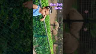 Emu Bird at Zooo ytshorts viralshorts trending shorts [upl. by Moyer115]