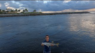 Inlet Snook Fishing  Non Stop Action Using Live Pilchards [upl. by Alleirbag]