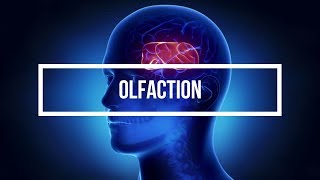 Olfaction [upl. by Ardnuassac]