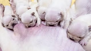 Cute And Funny Baby Pug Breastfeeding Moments 21 [upl. by Nalced687]