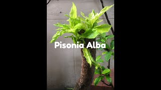 How do you grow Pisonia Alba [upl. by Annaicul]