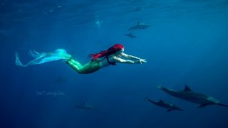 Ariel the Little Mermaid Swims With Dolphins [upl. by Etaner179]