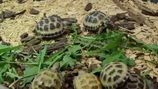 Agrionemys horsfieldii  Tortue des steppes [upl. by Secnarf425]