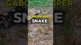 gaboon viper snake shorts [upl. by Adlen314]