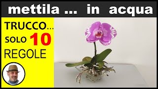 ORCHIDEA COME COLTIVARLA IN ACQUA growing orchid in water cultivo de orquídeas en el agua [upl. by Jacquetta]