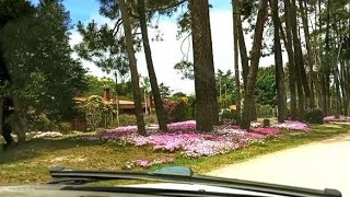 Tour 🚗 🌸🌿Pinamar Canelones Uruguay 🇺🇾 [upl. by Nilok458]