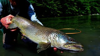 Nymphe à Vue Truites Marmoratas Juin 2013  Fly Fishing in Slovenia [upl. by Anitak]