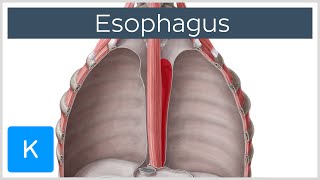 Esophagus Definition Function and Structure  Human Anatomy  Kenhub [upl. by Milburr387]