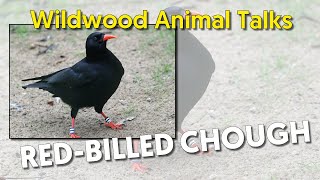 Wildwood RedBilled Chough Talk [upl. by Ynavoj455]