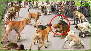 35 Chaotic Battles Of Angry Monkeys Rushes Into The Dogs Territory To Attack  Animal Fight [upl. by Ylatan824]