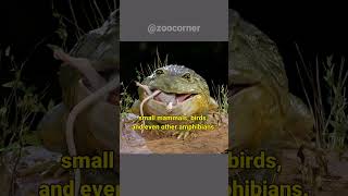 African bullfrog  This Bullfrog Eats Everything [upl. by Winfield483]