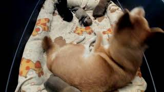 Shiba Inu Puppy Cam  KTeam  Day 04  AM [upl. by Anivek970]