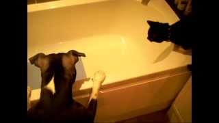 Dog baths cat Original [upl. by Athalie]