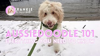 The Ultimate Guide to Aussiedoodles  Everything you need to know [upl. by Cissie256]