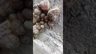 Escargots Donate AntiContrôle [upl. by Rosenfeld]