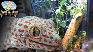 Bioactive Tokay Gecko Setup [upl. by Shirleen]