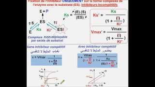 مثبطات لا تنافسية للأنزيمات Enzymes Inhibiteurs compétitifs version Ar [upl. by Nothsa175]