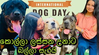 බලු සුරතල්  International Dog Day  Dog show at viharamahadevi park  Dog lovers WolfyVlogs [upl. by Keith583]