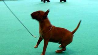 English Bull Terriers Crufts 09 [upl. by Grosmark]