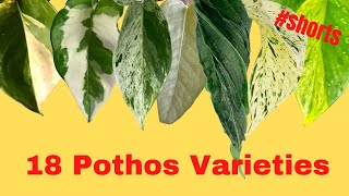 18 Pothos varieties with NAMES  Epipremnum types  SHORTS MOODY BLOOMS [upl. by Ekusoyr]