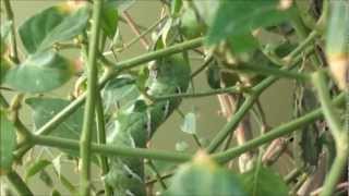 TOMATO HORNWORM eating my pepper plant [upl. by Ayidan378]