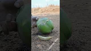 best satisfying young coconuts chopping ASMR coconut asmr satisfying short [upl. by Woermer589]