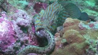 Crazy Animal Behaviour  Grouper eating Eel [upl. by Hance]