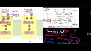 Biochemistry  Photosystem II and the Cytochrome b6f Complex Photosynthesis Part 46 [upl. by Vachell]