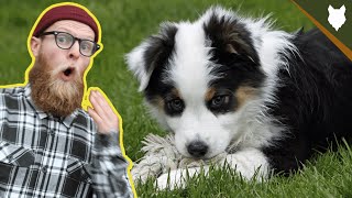 What To Do With A NEW AUSTRALIAN SHEPHERD PUPPY [upl. by Akkeber]