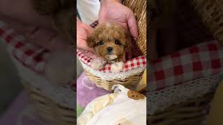 VELY DOG Party Maltipoo quotCurryquot💕 maltipoo maltipoo dogsvideo dogshorts dogshort cutebaby [upl. by Artnoed]