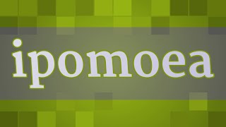 IPOMOEA pronunciation • How to pronounce IPOMOEA [upl. by Tena784]