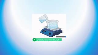 Southern Blot [upl. by Eesac]