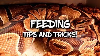 Tips and Tricks for Feeding Ball Pythons [upl. by Baxy679]