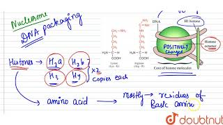 How do histones acquire positive charge [upl. by Giuseppe482]