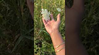 Yarrow Plant Part2 GOOD POLLINATOR PLANT [upl. by Thor]