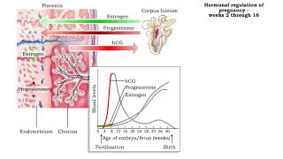 Hormonal regulation of pregnancy  weeks 2 through 38 [upl. by Nared]