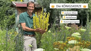 Heilpflanzen für den eigenen Garten  die KÖNIGSKERZE 👑 [upl. by Yrhcaz]