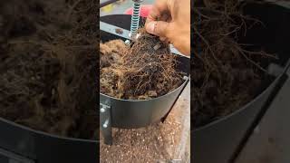 Stop throwing away your old soil  compost soil viral garden [upl. by Basilio214]