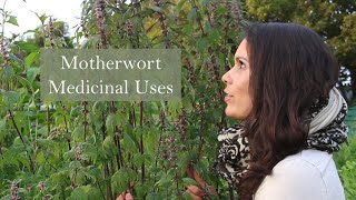 Medicinal Uses of Motherwort Leonrus cardiaca [upl. by Quintana]