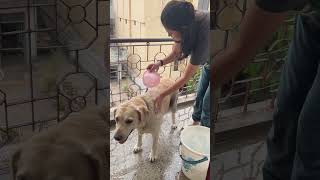 Shriya ne gieni ko nehla diya aaj shortsvideo viralshort cutedog [upl. by Scot496]