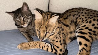 Serval and Cat Friends [upl. by Sadnalor]