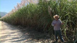 Caña de Azucar  Documental CULTIVOS EJEMPLARES [upl. by Mannos]